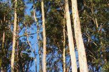 Como identificar uma árvore de eucalipto