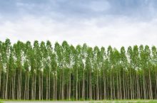 Aplicações e benefícios do eucalipto tratado