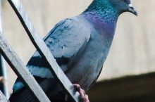 Como evitar que pombos invadam seu telhado?